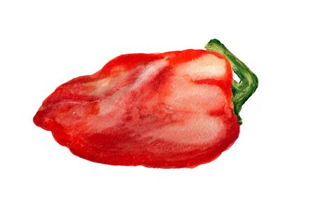 Watercolor image of red paprika on white backgroundの写真素材