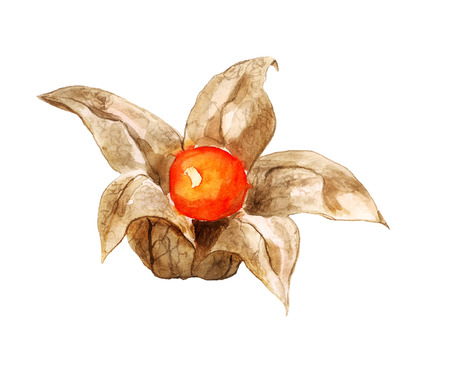 Watercolor image of berry of physalis on white backgroundの写真素材
