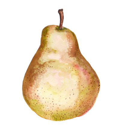 Watercolor image of Chinese pear on white backgroundの写真素材