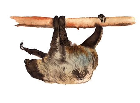 Watercolor image of hanging sloth on white backgroundの写真素材
