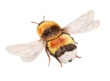 Watercolor image of flying bumble bee on white backgroundの写真素材