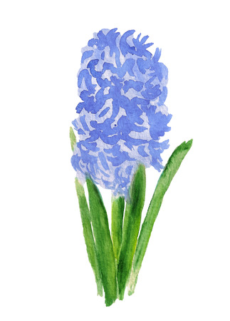 Watercolor image of abstract blue hyacinth flower on white backgroundの写真素材