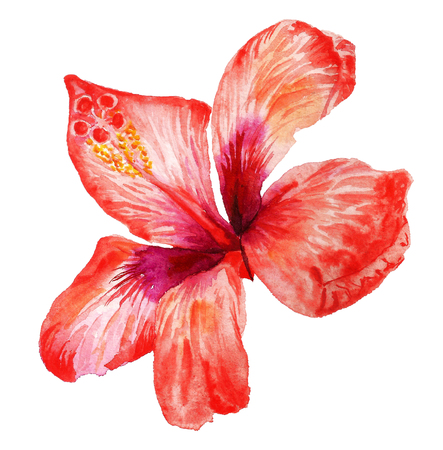 Watercolor image of red flower of hibiscus on white backgroundの写真素材