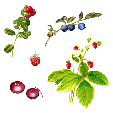 Set of watercolor image of wild forest berries on white backgound. Cowberry, blueberry, cranberry, raspberry, strawberry.の写真素材