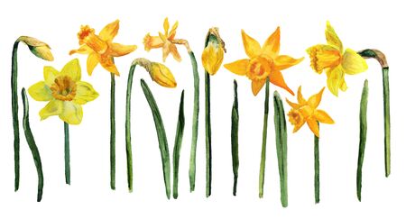 Set of watercolor images of flowers, leaves and buds of yellow narcissus on white backgroundの写真素材