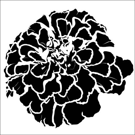Tagetes flower silhouetteのイラスト素材