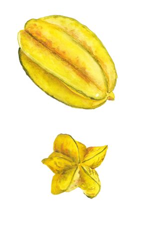 Watercolor image of star fruit isolated on white backgroundの写真素材