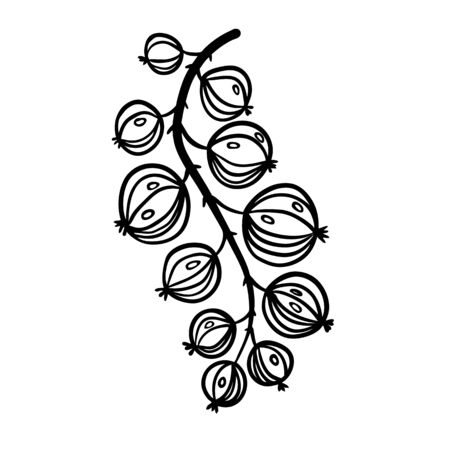 Gooseberry in hand drawn styleのイラスト素材