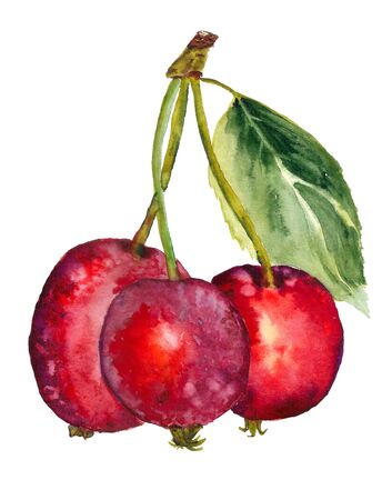 Three ripe fruit of plumleaf crab apple watercolor isolated on white background. Hand drawn illustration. Vegetarian healthy food. Autumn garden. Sweet jam ingredient.の写真素材