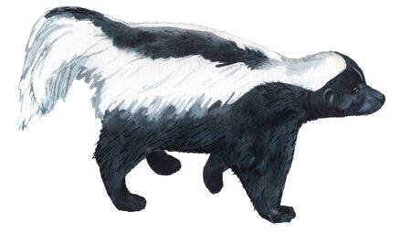 Realistic watercolor image of striped skunkの写真素材