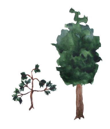 Small and big pine trees.の写真素材