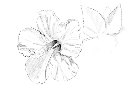 Realistic illustration with red hibiscus flowerの写真素材