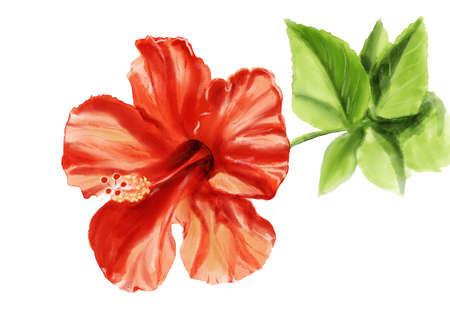 Realistic illustration with red hibiscus flowerの写真素材