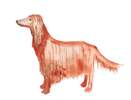 Watercolor image of afghan houndの写真素材