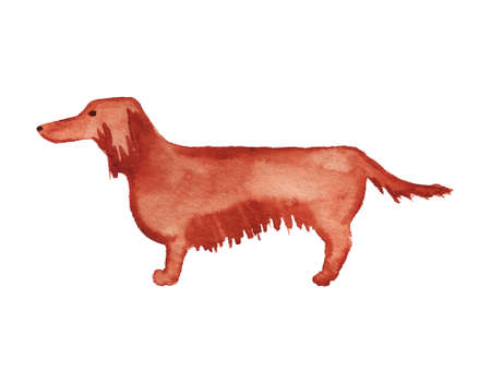 Watercolor cartoon image of long-haired dachshund dog.の写真素材