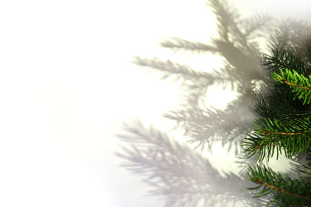 Fir tree branches with shadow on white background.の写真素材