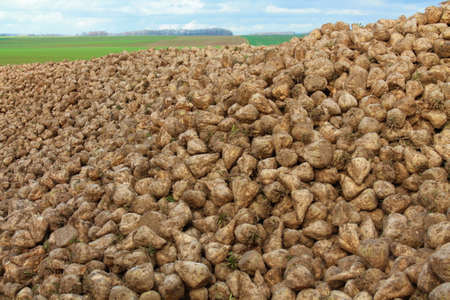 Heap of sugar beetsの写真素材