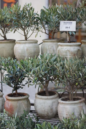 Small potted olive trees in a marketの写真素材