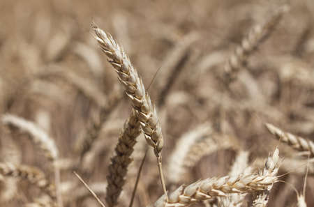 Ears of wheat in an agricultural fieldの写真素材