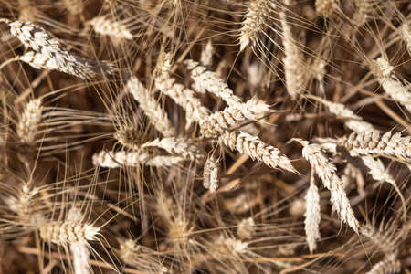 Wheat field seen from above by a drone