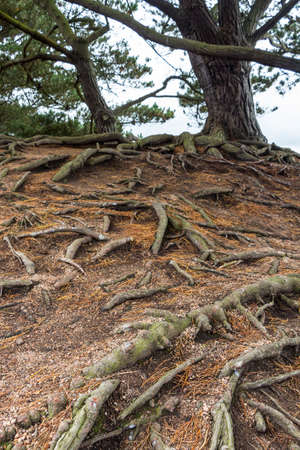 Trees and roots by the seaの写真素材