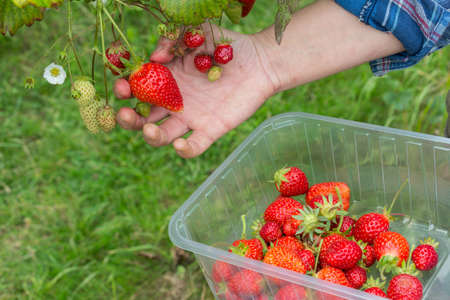 fruit pickingの写真素材