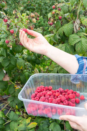 fruit picking