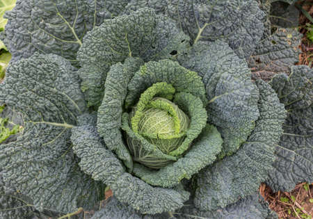 Green cabbage in a field before harvestの写真素材
