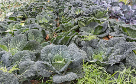Green cabbage in a field before harvestの写真素材