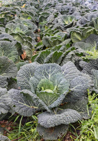 Green cabbage in a field before harvestの写真素材