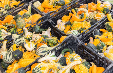 Collecting gourdsの写真素材