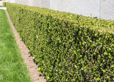 Green hedges perspective