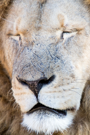 Harare, Zimbabwe - April 28, 2013: Lion in the Lion and Chitaah Park in Harare in Zimbabwe, Africa,...