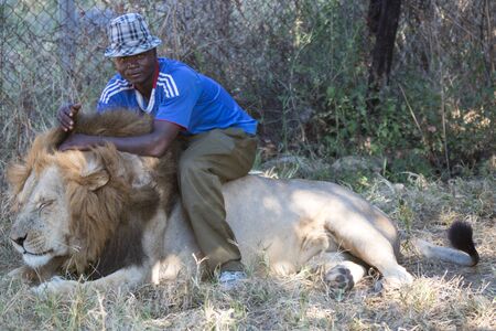 Harare, Zimbabwe - April 28, 2013: Lion in the Lion and Chitaah Park in Harare in Zimbabwe, Africa, where animals such as lions, zebras, giraffes, antelopes and hyenas are living.のeditorial素材