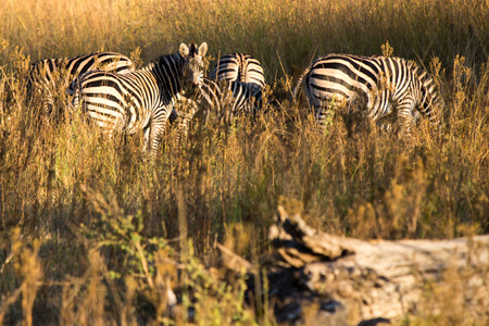 Harare, Zimbabwe - April 28, 2013: Zebra in the Lion and Chitaah Park in Harare in Zimbabwe, Africa, where animals such as lions, zebras, giraffes, antelopes and hyenas are living.の写真素材