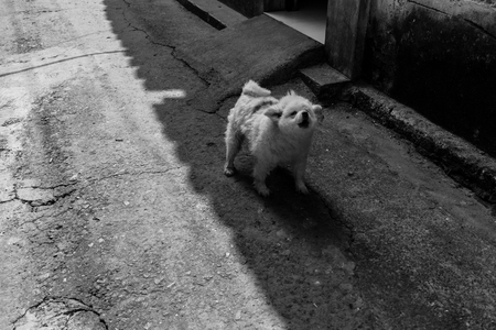 Dog barking in an alleyの写真素材