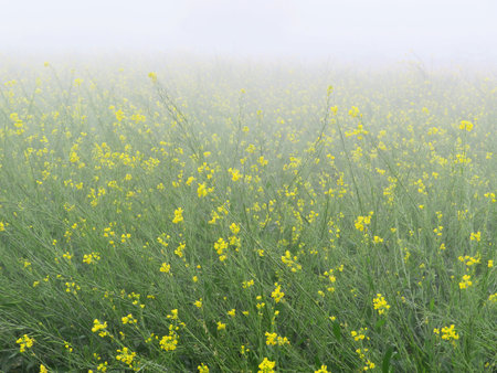 A different image of a field of mustard flowers or plants on a foggy misty day. A winter crop of mustard with fog background.の写真素材