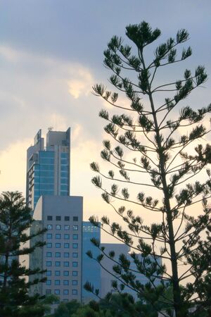 A pine tree growing in the city center of Bangkok, Thailand.の写真素材