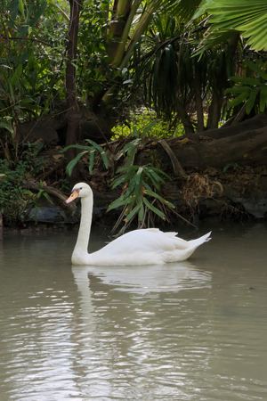 A white swan swimming in a lush pond in a park in Bangkok, Thailand.の写真素材