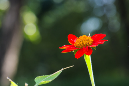 Beautiful deep orange daisy flowers with yellow center, in a park in Bangkok, Thailand.の写真素材