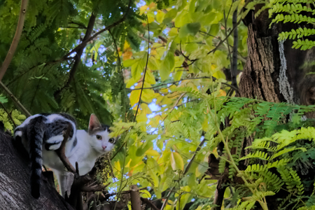 Stray, homeless black and white cat up in a park tree in Bangkok, Thailand.の写真素材