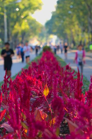 People running aside a stunningly beautiful red flowered shrubs with glowing orange leaf, in a park in Bangkok, Thailand.の写真素材