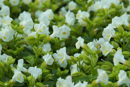 Beautiful landscape of white flowers growing in a garden park in Bangkok, Thailand.の写真素材