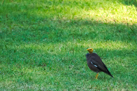 Pitiful black Myna bird with a featherless head, hoping around a park in Bangkok, Thailand,...