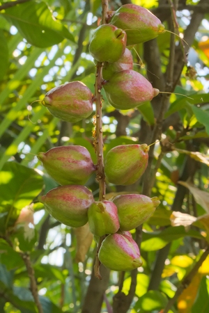 Tropical green and pink Thai fruit with red ants working hard to gather its nectar, in a park in Bangkok, Thailand.の写真素材