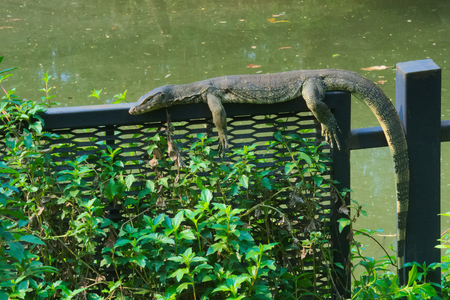 A rare and unusual sight of a monitor lizard sunbathing on a steel fence in a lush garden park in Bangkok, Thailand.の写真素材