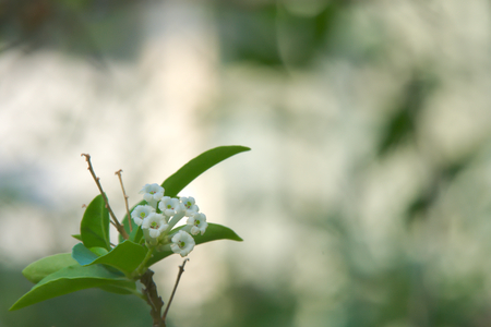 Closeup of a small white cluster of Thai flowers, with a blurred, lush garden bokeh background, in Bangkok, Thailand.の写真素材