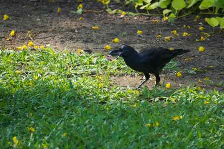 A black crow in search of food, in a lush garden park, covered with recently fallen, yellow flowers. in Bangkok, Thailand.の写真素材