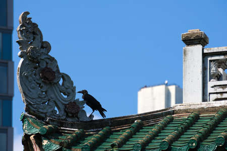 A black crow in search of insects on top of a Asian garden, city-park shelter, between the cracks of an exterior, decorative, ancient architectural ornament. in Bangkok, Thailand.の写真素材