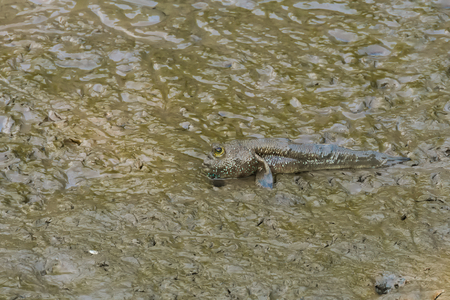 A funny looking, lovely, spotted walking fish, with a human-like face, found in a river delta mangrove forest's sandy banks, near Bangkok, Thailand's Bang Poo district.の写真素材